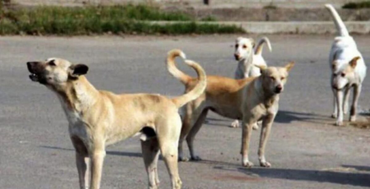 کراچی لینڈ سائیڈ ایریا میں آوارہ کتوں کے مسئلے پر نوٹس