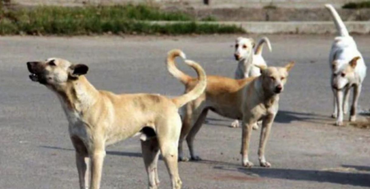 کراچی لینڈ سائیڈ ایریا میں آوارہ کتوں کے مسئلے پر نوٹس