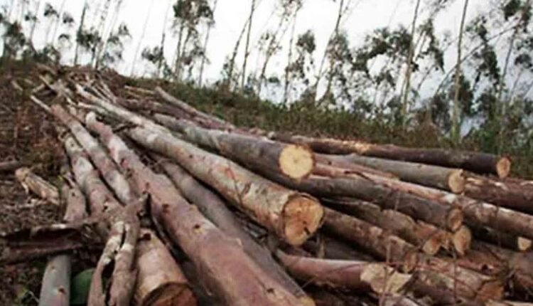 محکمہ ماحولیات تماشائی، درختوں کی کٹائی بے قابو